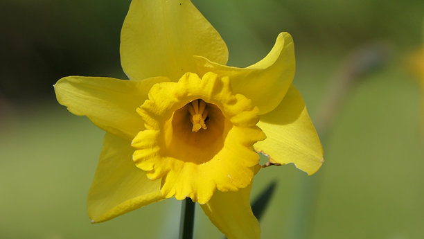 英国花园中盛开的美丽黄水仙花束照片图片下载
