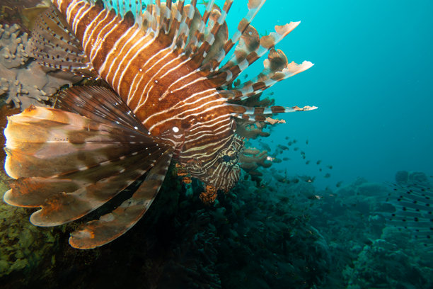 一张美丽的红狮子鱼（Pterois volitans）在红海热带珊瑚礁的特写照片图片下载