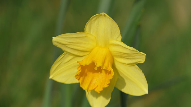 英国花园中盛开的美丽黄色水仙花束照片图片下载