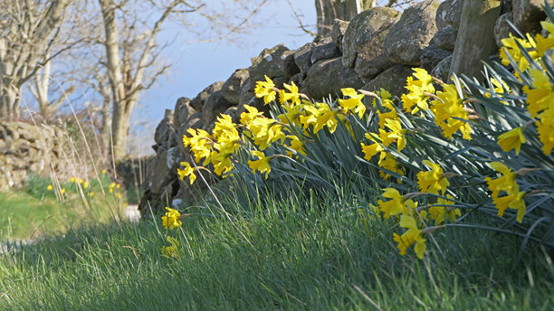 英国花园中盛开的美丽黄水仙花束照片图片下载