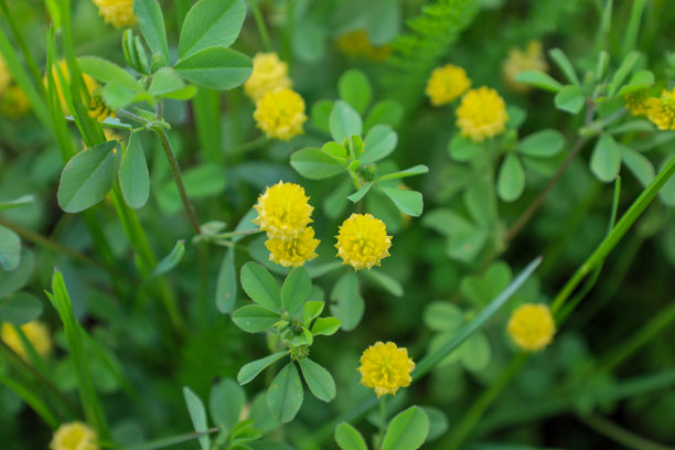 一张细致的照片展示了在草地上生长的鲜艳黄色三叶草花，周围环绕着绿色叶子。这张照片传达了夏季田野的氛围，非常适合用于自然、生态和花卉种植主题的插图。图片下载