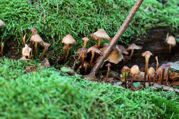 各种小蘑菇从潮湿的苔藓和老木头上生长，形成了一个森林地面的童话微观世界。这张照片完美地捕捉了秋季森林和野生动物的氛围。图片下载