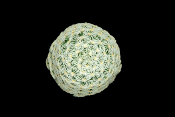 近距离俯视的杜威仙人掌，背景为白色。图片照片图片下载