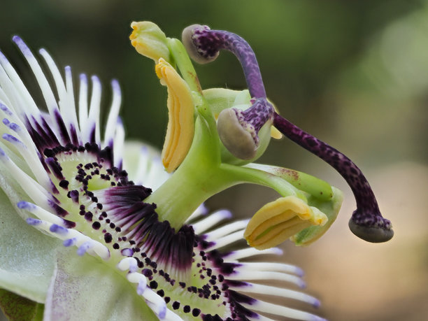 美丽的西番莲特写 - 一张西番莲的微距照片，展示了其独特的花瓣、细腻的丝状物和盛开的中央结构。图片下载