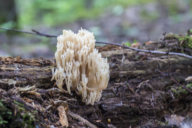 模糊背景中带有高光和散景的Clavicorona蘑菇。色彩斑斓的蘑菇特写照片。留有文字空间。美丽的屏幕保护程序。图片下载