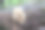 模糊背景中带有高光和散景的Clavicorona蘑菇。色彩斑斓的蘑菇特写照片。留有文字空间。美丽的屏幕保护程序。图片下载