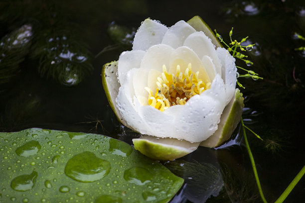 水 lily。模糊的黑色背景上的水 lily，带有散景效果。留有文本空间。色彩丰富的花卉照片。特写。美丽的屏幕保护程序。百合；白色水 lily；Nymphaea alba。莲花。Nymphaeaceae。图片下载