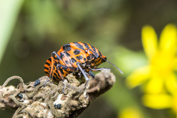 条纹虫在花朵背景上。野生动物。色彩丰富的详细微距照片。特写。屏幕保护程序。散景。臭虫。甲虫。盾蝽科。害虫。意大利斑点虫。图片下载