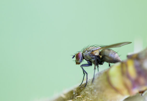 模糊背景上的苍蝇。色彩斑斓的昆虫特写照片。留有文字空间。美丽的屏幕保护程序。乌拉尔蓝蝇。食尸蝇科。蓝色苍蝇。苍蝇。图片下载