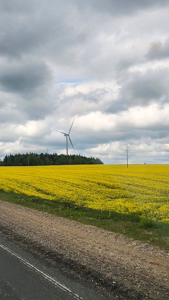 田野中的风车。春天的日子里，黄色油菜花田中的风力涡轮机景观。明亮的油菜花田的乡村场景。油菜油的农业产业。竖版照片。图片下载
