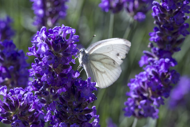 白色蝴蝶停在薰衣草花上。野生动物。色彩丰富的详细微距照片，展示昆虫特写。留有文本空间。屏幕保护程序。虚化效果。蝴蝶。Pontia edusa。图片下载