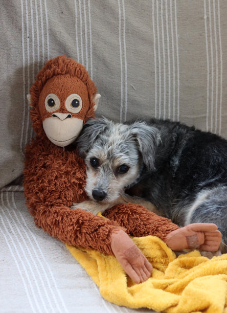 可爱的小狗在柔软的毛毯上睡觉，特写照片。图片下载