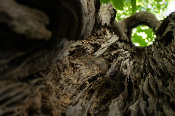 从空心树干内部向上看，这张抽象的自然照片捕捉了粗糙的树皮纹理和透过绿叶的过滤阳光。图片下载