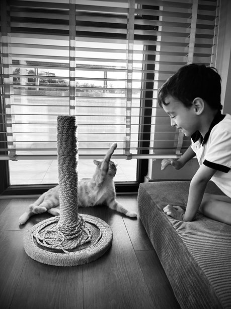 黑白照片，6岁男孩在攀爬塔旁与他的猫玩耍图片下载