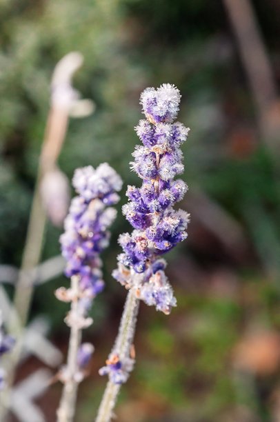 精美的薰衣草花的特写照片，鲜艳的紫色花瓣上点缀着一层细微的...图片下载
