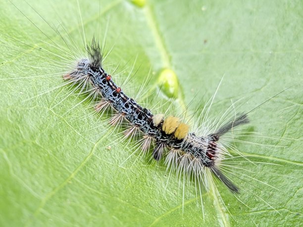绿叶上的毛虫（Orgyia sp.）特写照片图片下载