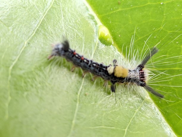 绿叶上的毛虫（Orgyia sp.）特写照片图片下载
