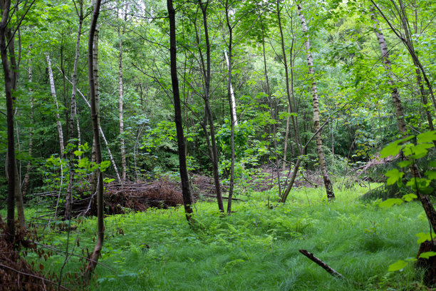 这张图片展示了一片茂密的森林，细长的树木和年轻的植被形成了一个紧凑的绿色空间，而前景明亮的草地则邀请人们散步和放松。图片下载