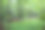 这张图片展示了一片茂密的森林，细长的树木和年轻的植被形成了一个紧凑的绿色空间，而前景明亮的草地则邀请人们散步和放松。图片下载