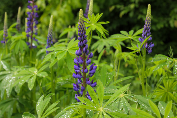 这张照片捕捉到了一朵盛开的紫花苜蓿，它那长长的紫色花序在覆盖着露水或雨滴的绿色叶子背景下格外显眼。图片下载