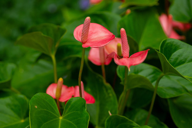 色彩斑斓的火鹤花与绿色叶子的特写。火鹤花的详细特写照片。图片下载