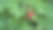 一簇成熟的红色浆果生长在带锯齿绿叶的野生植物上图片下载
