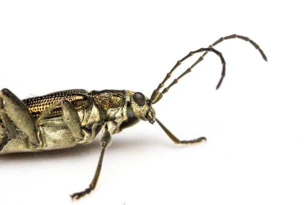 长角甲虫。昆虫肖像。色彩丰富的详细微距照片。屏幕保护程序。野生动物。特写。文本空间。触角。甲虫。虫子。毛须长角甲虫。图片下载