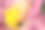黄花百合。色彩丰富的花朵特写照片，背景模糊。自然环境。散景。黄色百合。黄花百合。百合科。图片下载