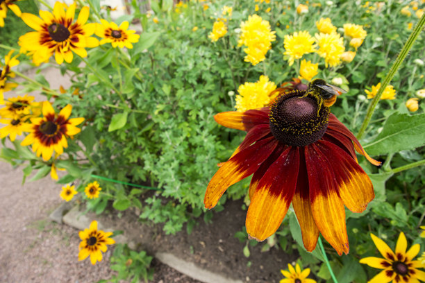 明亮的黑心菊花。色彩丰富的花朵特写照片。模糊的背景带有高光和散景。留有文字空间。自然之美。图片下载