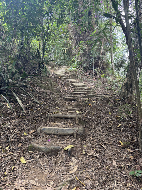 哥伦比亚伊巴格的植物园中由树根制成的楼梯，2025年4月15日 - 图片03图片下载