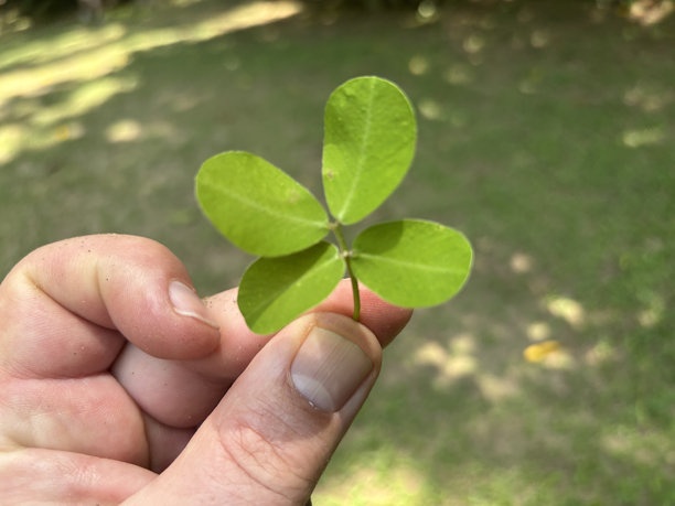 在哥伦比亚伊巴格的植物园中感受快乐，2025年4月15日 - 图片01图片下载