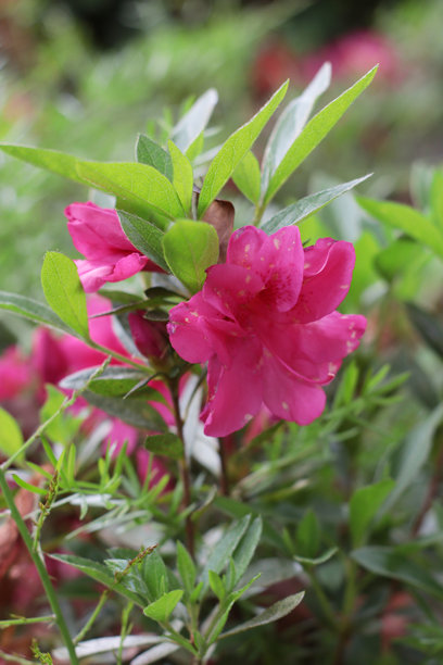 鲜艳的杜鹃花盛开，粉色花瓣在绿叶间绽放。为花园场景增添生机勃勃的花卉点缀。非常适合明信片、印刷品或季节性花卉项目。竖版照片图片下载