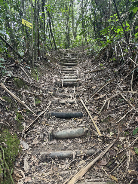 哥伦比亚伊巴格的植物园中由树根制成的楼梯，2025年4月15日 - 图片06图片下载