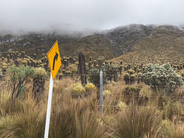 哥伦比亚鲁伊斯火山的菊科植物，2025年4月20日 - 图片03图片下载