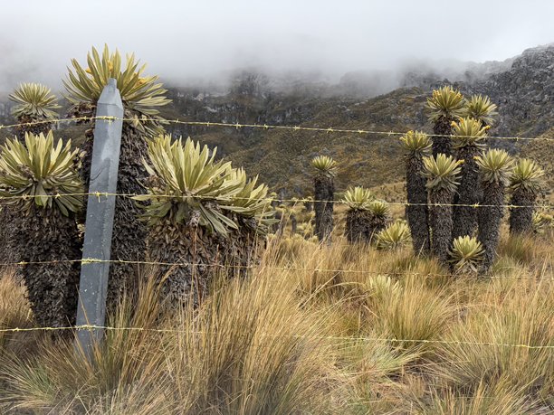哥伦比亚鲁伊斯火山的菊科植物，2025年4月20日 - 图片02图片下载