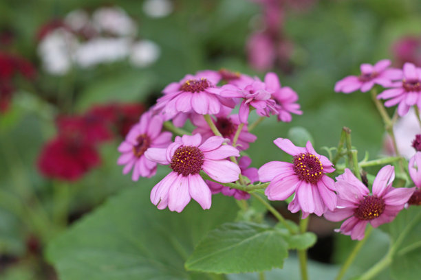 美丽的粉色雏菊在郁郁葱葱的叶子中绽放，柔和的光线下拍摄。细腻的花卉细节，庆祝自然之美和花园魅力。横向特写微距照片图片下载