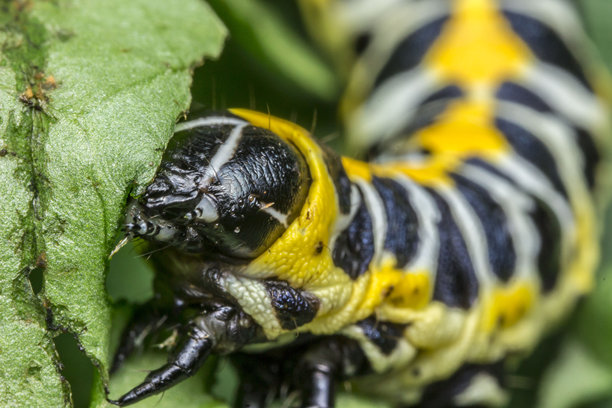 毛虫。色彩丰富的昆虫特写宏观照片。近距离拍摄。留有文本空间。屏幕保护程序。散景。毛虫。蝴蝶。莴苣夜蛾。夜蛾科。夜间。蛾。图片下载