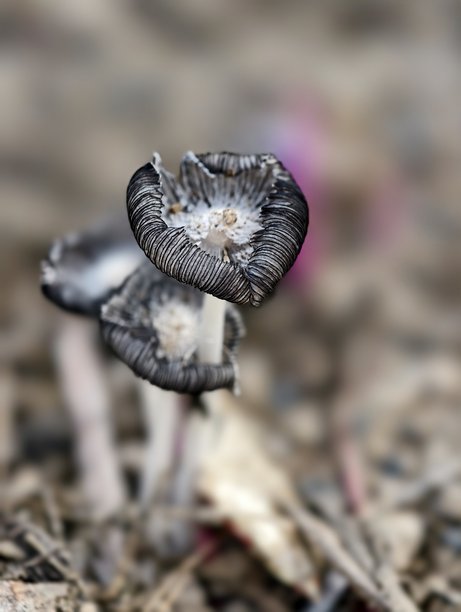 野生蘑菇的特写微距照片图片下载