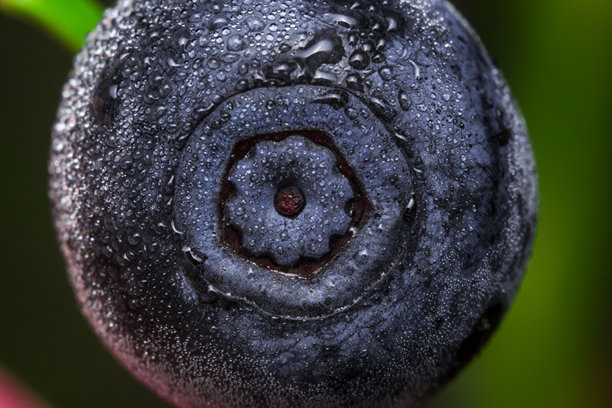 成熟的蓝莓上带有露珠，背景模糊。特写镜头。色彩丰富的蓝莓微距照片。屏幕保护程序。健康饮食。眼睛的维生素。蓝莓。越橘。图片下载