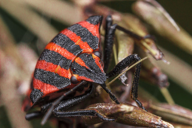 条纹虫。虫子的肖像。特写。模糊背景。色彩丰富的昆虫微距照片。文本位置。臭虫。虫子。甲虫。盾蝽科。害虫。意大利斑点虫。图片下载