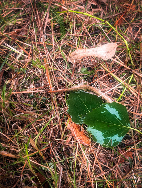 雨后湿润的秋叶和草地 - 竖版照片图片下载