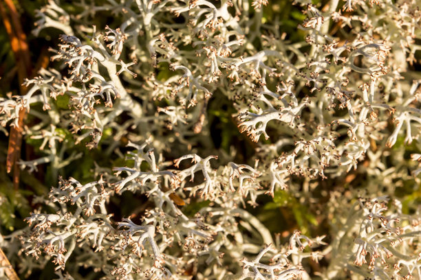 白色苔藓地衣特写。详细照片图片下载