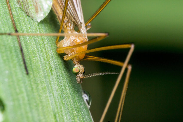 模糊绿色背景上的蚊子。色彩丰富的昆虫特写宏观照片。屏幕保护程序。野生动物。特写。文本空间。长脚蚊科。细长蚊科。长脚蚊科。蚊子。图片下载