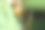 模糊绿色背景上的蚊子。色彩丰富的昆虫特写宏观照片。屏幕保护程序。野生动物。特写。文本空间。长脚蚊科。细长蚊科。长脚蚊科。蚊子。图片下载