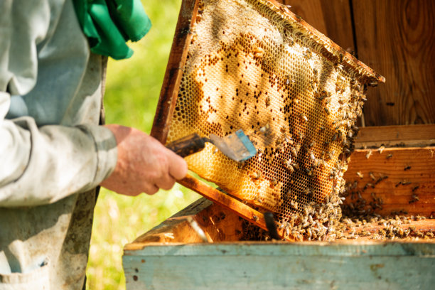 真实的养蜂人正在处理满是蜜蜂的蜂巢框。这是一张未经摆拍的传统养蜂、天然蜂蜜生产、乡村生活和可持续农业的真实照片。图片下载