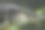 大型大西洋鲟在深蓝色的咸水中游动，特写照片图片下载