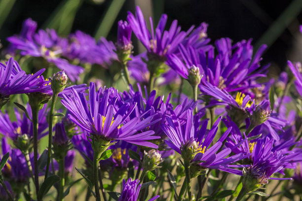 模糊背景上的紫色紫菀。色彩斑斓的植物照片图片下载