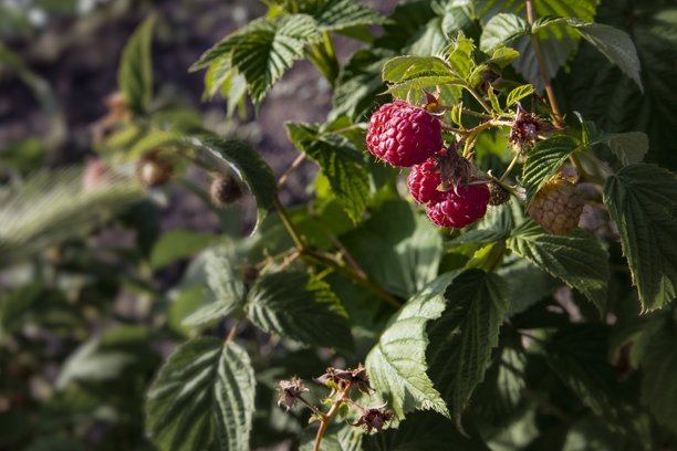 阳光下的成熟红色覆盆子与绿色叶子， 有机水果收获，健康食品，自然特写照片，适合饮食和夏季园艺图片下载