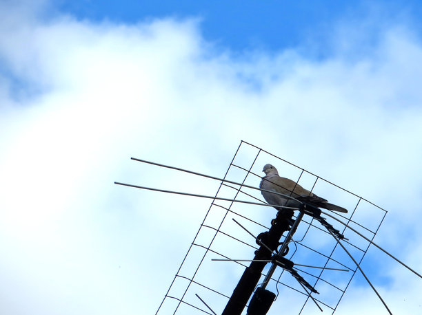 斑鸠栖息在旧电视天线的格栅上。背景是白云和蓝天的野生鸽子。图片下载