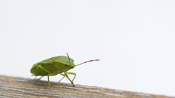 绿色盾虫（Palomena prasina），五角虫科，特写于木质表面，背景为白色。欧洲盾虫的微距照片。图片下载